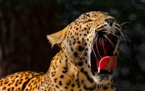 Animals Wallpapers 1920x1080 Full HD Free Download