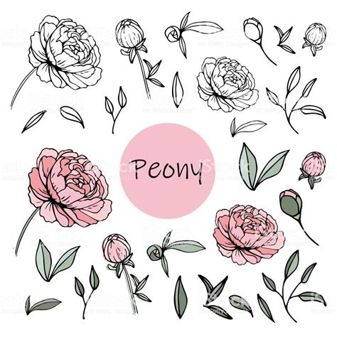 Flower Svg File Peony Svg File Digital Download Silhouette Cutting
