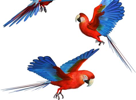 Parrot Clipart Transparent Background Png Download Full Size