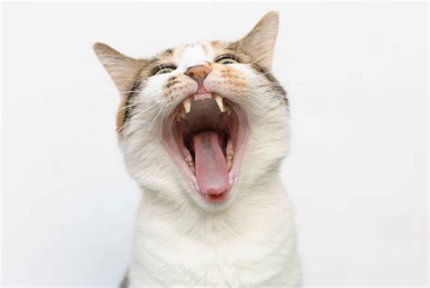 Why Does A Cat Open Mouth Understanding A Cat With Mouth Open