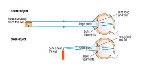 Lydias Biology Blog 287 Understand The Function Of The Eye In