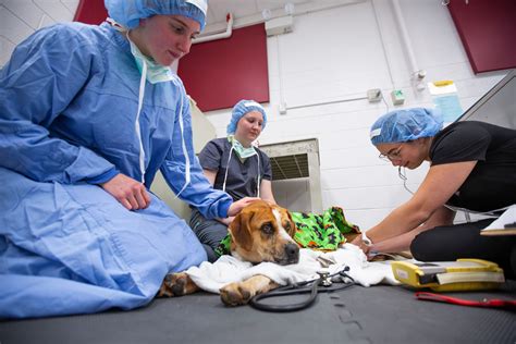 Shelter Animals Receive Care At Isu College Of Veterinary Medicine On