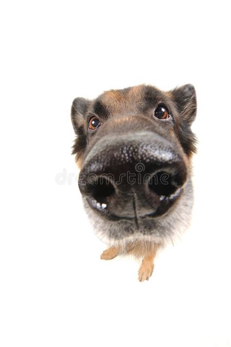 Funny Dog On The White Background Wide Angle Stock Photo