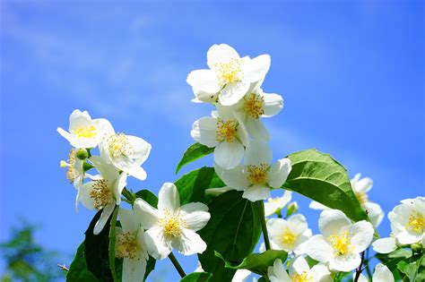 I suoi fiori a trombetta attirano farfalle e insetti impollinatori e durante siepe sempreverde di photinia, la siepe primavera con fiori bianchi profumati raccolti in grappoli. Iasomia, aroma zilelor de iunie