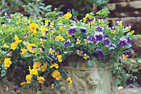 22 Ways To Use Pansies And Violas In Containers Container Gardening