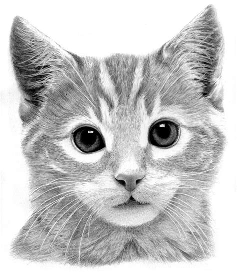 Kitten By Ronny Hart Retrato Lápiz Dibujos A Lápiz Dibujos De