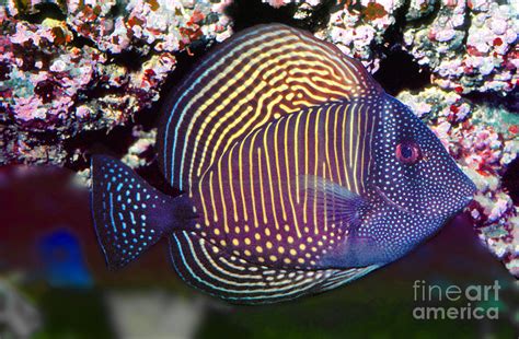 We did not find results for: Red Sea sailfin tang Zebrasoma desjardinii Photograph by ...