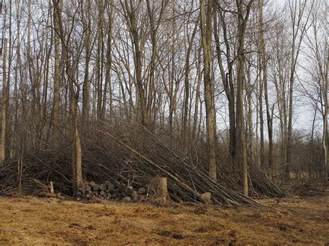 Which is great for dh as he loves the woods and wants to live in the woods. Hickory Field Farm: Working towards Silvopasture. Or ...