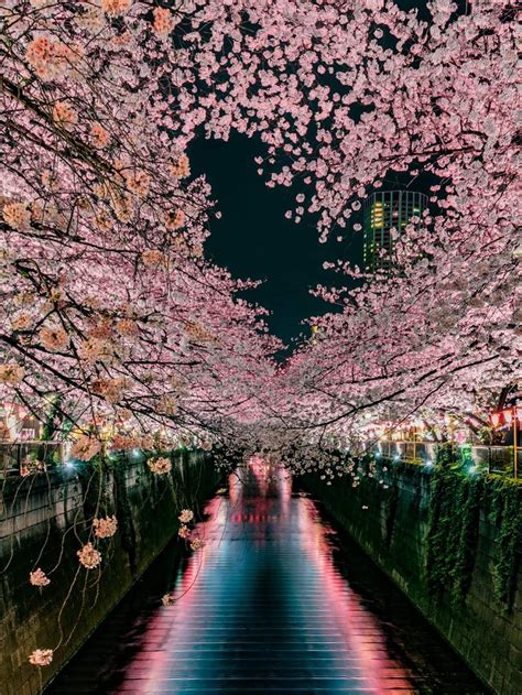 Cherry Blossom Heart From Tokyo Cherry Blossom Japan Nature