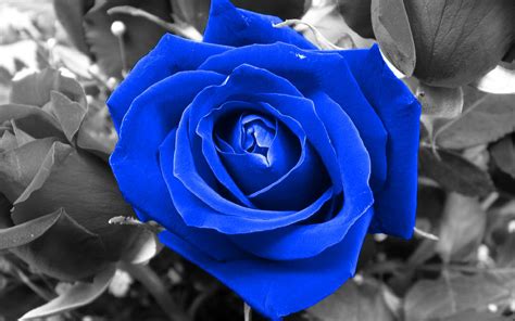 Use them in commercial designs under lifetime, perpetual & worldwide rights. Blue Rose Wallpapers Images Photos Pictures Backgrounds