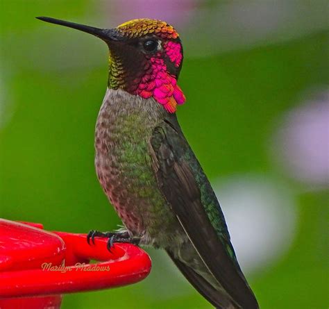 Here's a list of flowering plants that attract hummingbirds. Anna's Hummingbird, identification, coloration, size ...