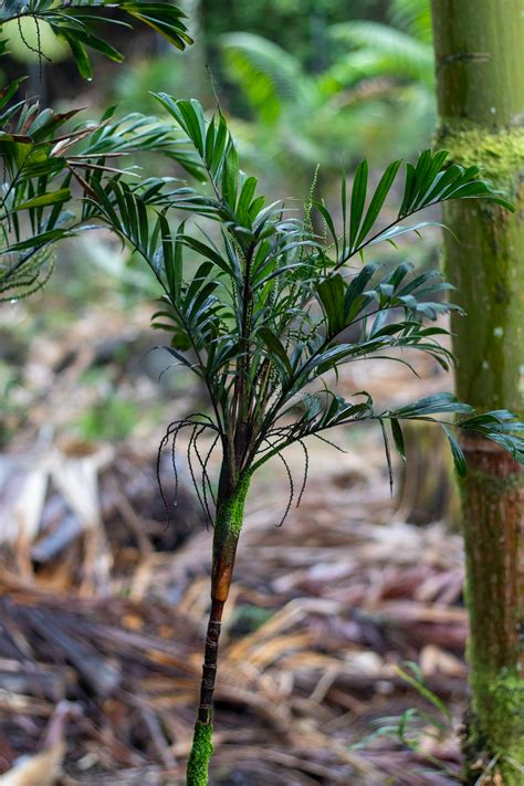 Jeff & suchin marcus, owners p.o. Dypsis sp. 'aff. thiryana' - Floribunda Palms & Exotics