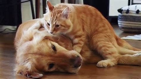 Ginger Cat And Golden Retriever Are Craziest Best Friends Ever 😻🐶