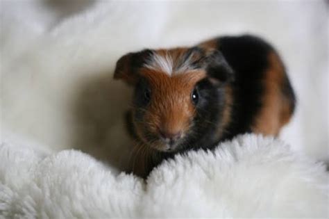 Crested Guinea Pig Facts Types Personality Care Pictures