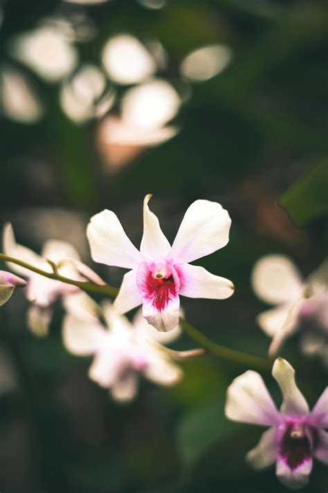 Selective Focus Photography Of White And Pink Petaled Flowers · Free