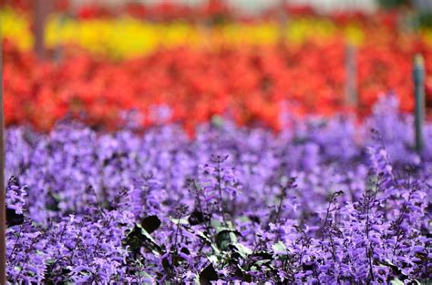 Getting to cameron lavender garden is very easy on road. Lucas咖啡店: 金马仑薰衣草花园 Lavender Garden Cameron Highlands