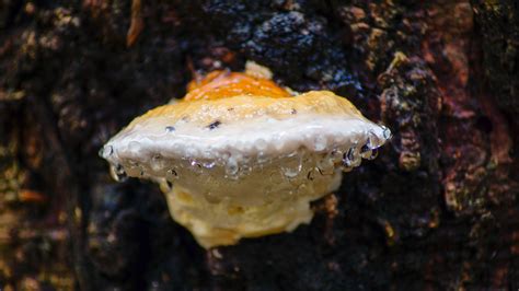 Maybe you would like to learn more about one of these? Gambar : pohon, air, alam, hutan, menanam, kayu, daun ...