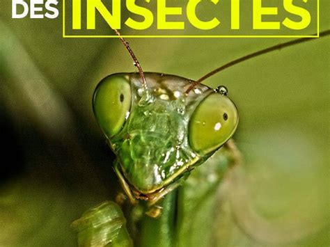 Le Règne Des Insectes Documentaire En Replay