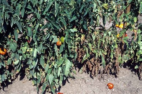 How To Identify And Treat Common Tomato Diseases