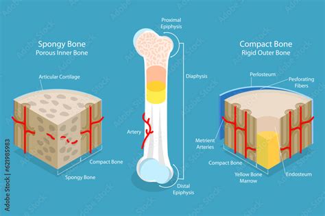 D Isometric Flat Vector Conceptual Illustration Of Spongy Vs Compact Bone Educational Diagram