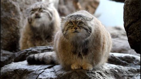 Pallass Cat Otocolobus Manul Or Felis Manul Also Known