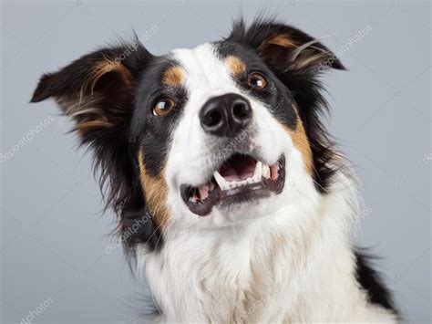 Significato sognare cane bianco e marrone: Border collie cane nero marrone e bianco isolato contro ba ...