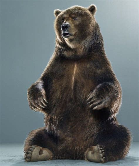 Portraits Of Bears By Jill Greenberg 32 Photos Bear