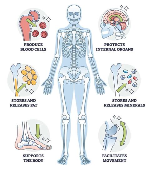 The Skeletal System Ks3 Biology Revision