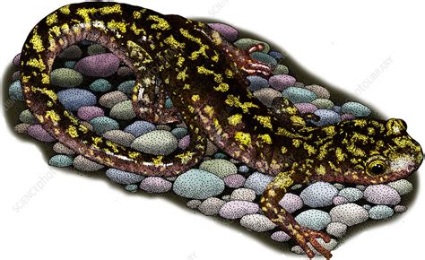 Green Salamander Illustration Stock Image C Science