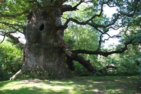 Tree Reasons Why Ancient Oaks Survived The Felling Of Ancient Forests