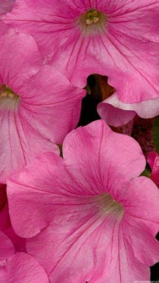 You can use cute pink wallpaper iphone for your iphone 5, 6, 7, 8, x, xs, xr backgrounds, mobile screensaver, or ipad lock screen and another smartphones device for free. Pink Nature Wallpaper ·① WallpaperTag