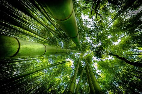 Download Greenery Forest Nature Bamboo Hd Wallpaper
