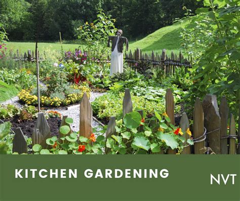 Kitchen Gardening In The Backyard Start Growing Your Own Food Nvt