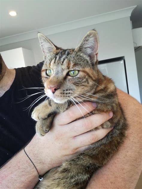 Cat Stung By Bee Symptoms - Animal Friends