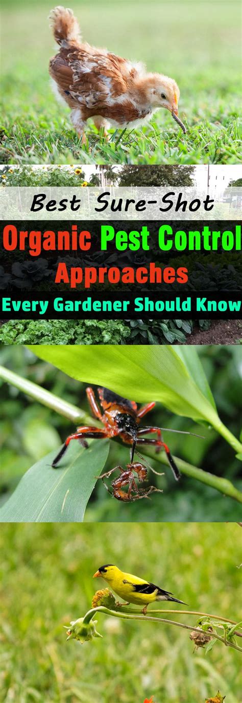 Design thinking 24/7 follow us on facebook. Best Sure-Shot Organic Pest Control Approaches Every ...
