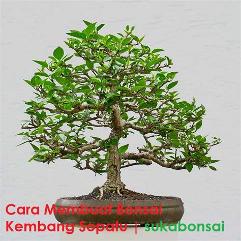 Setelah agak lama, aroma akan berubah menjadi cardamom, lavender dan thyme diakhiri dengan aroma amber. Cara Membuat Bonsai Kembang / Bunga Sepatu - Suka Bonsai