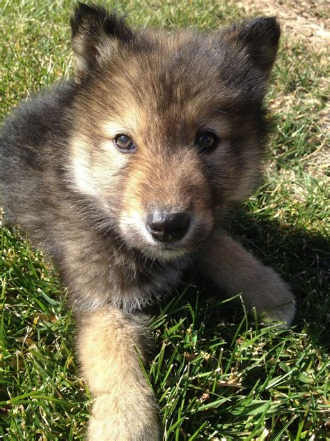 See more ideas about wolf pictures, wolf, pictures. Cute Baby Wolf Wallpaper (58+ images)