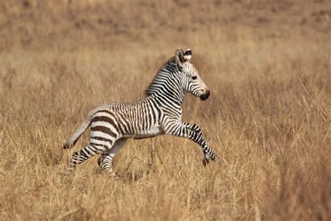 Baby Zebra Aww