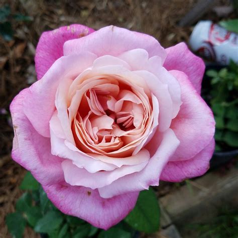 It is partly a concept album about drug abuse in vietnam. Pin by Steven Roussell on Rose seedlings | Flowers, Rose ...