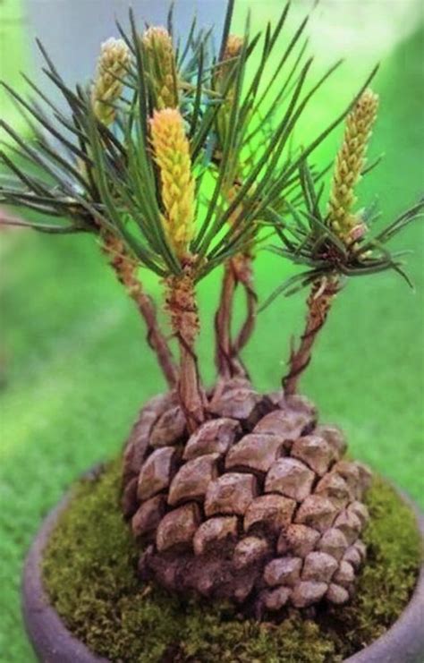 Grow An Adorable Pine Tree From A Cone In 5 Easy Steps Pine Cone Tree