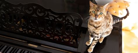 Bengal Cat Sitting On A Piano While Its Being Played