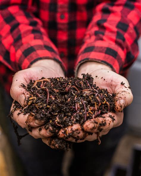 Worms In The Kitchen Interest Grows In The Tiny Composting Machines