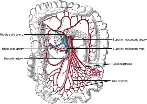 Branches Of The Superior Mesenteric Artery Figure Modified From 20th Download Scientific