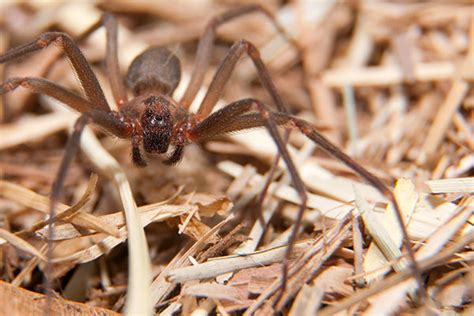 How To Prevent Spiders In 5 Easy Steps Richmond Virginia