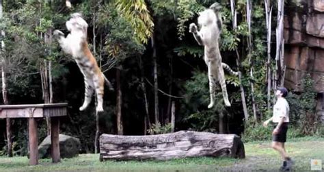 How High Can Tigers Jump Facts Explained