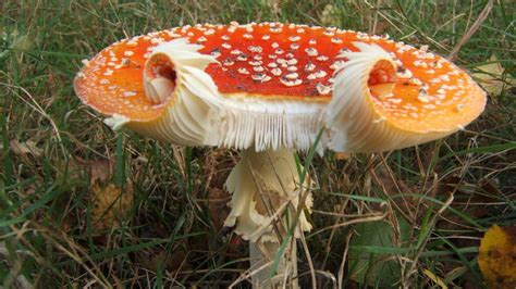 Is Fungi Prokaryotic or Eukaryotic?