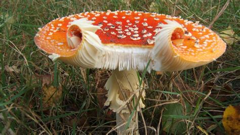 Are animal cells considered prokaryotic or eukaryotic. Is Fungi Prokaryotic or Eukaryotic?