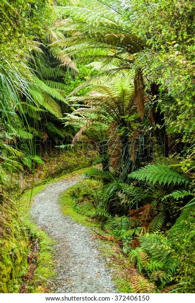 Pathway Through Dense Temperate Rainforest Fern Stock Photo 372406150