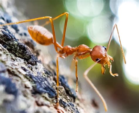 Brown Color Ant Stand On The Trees Bark And Green Background In The