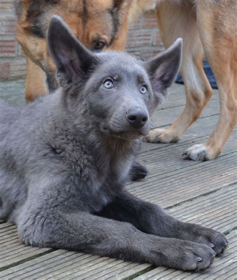 Silver Blue German Shepherd Puppies Pets Lovers